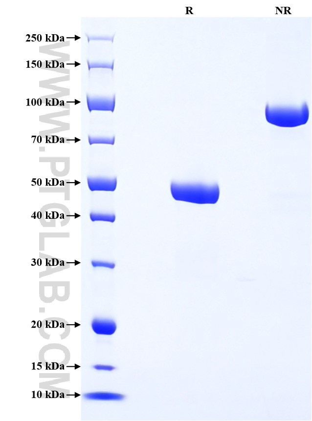Purity of Recombinant Mouse TNFSF12 was determined by SDS-PAGE. The protein was resolved in an SDS-PAGE in reducing (R) and non-reducing (NR) conditions and stained using Coomassie blue. Purity of Recombinant Mouse TNFSF12 was determined by SDS-PAGE. The protein was resolved in an SDS-PAGE in reducing (R) and non-reducing (NR) conditions and stained using Coomassie blue.