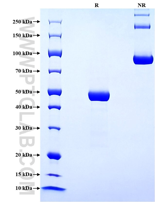 Purity of Recombinant Human CLEC3B was determined by SDS-PAGE. The protein was resolved in an SDS-PAGE in reducing (R) and non-reducing (NR) conditions and stained using Coomassie blue.