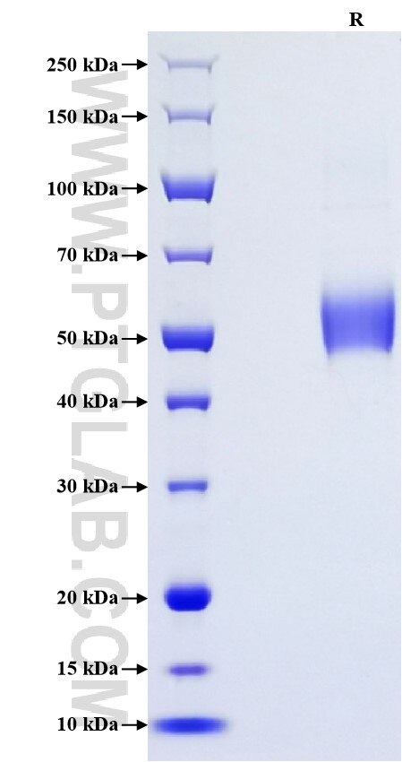 Purity of Recombinant Mouse GITR/TNFRSF18 was determined by SDS-PAGE. The protein was resolved in an SDS-PAGE in reducing (R) conditions and stained using Coomassie blue.