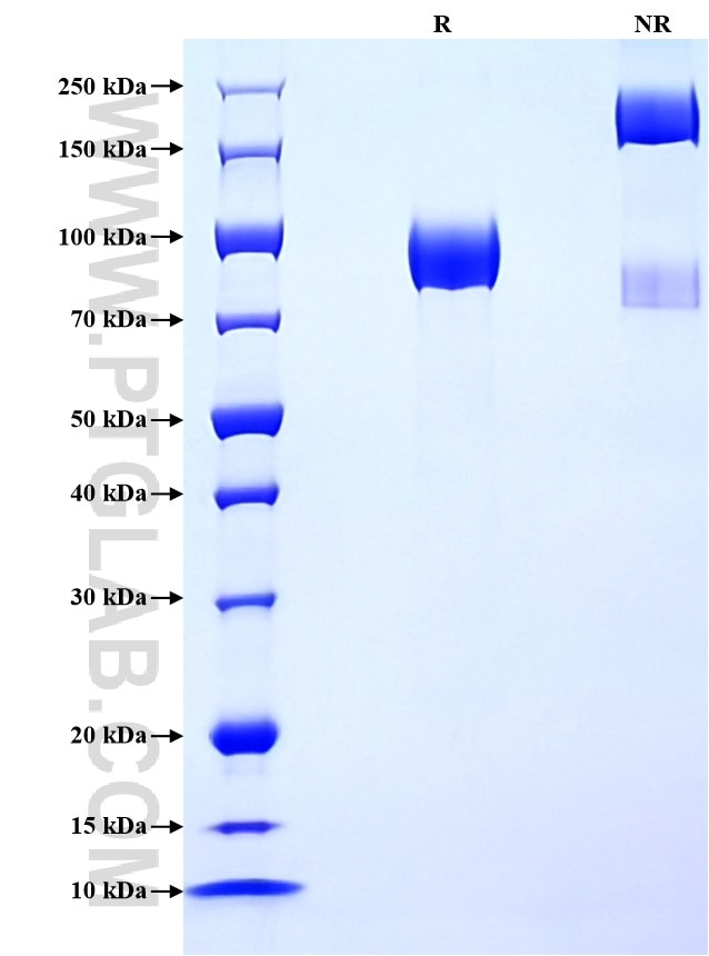 Purity of Recombinant Human LILRB1 was determined by SDS-PAGE. The protein was resolved in an SDS-PAGE in reducing (R) and non-reducing (NR) conditions and stained using Coomassie blue.
