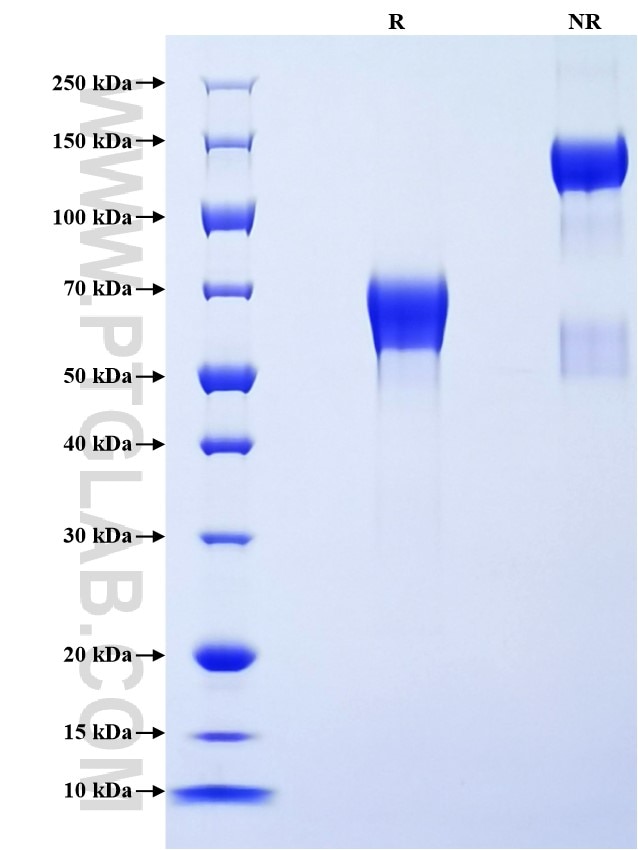 Purity of Recombinant Human KIR2DS2 was determined by SDS-PAGE. The protein was resolved in an SDS-PAGE in reducing (R) and non-reducing (NR) conditions and stained using Coomassie blue.