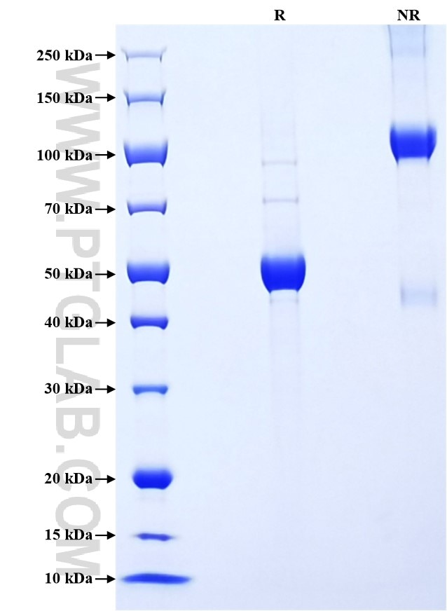 Purity of Recombinant Mouse IFN-alpha-7 was determined by SDS-PAGE. The protein was resolved in an SDS-PAGE in reducing (R) and non-reducing (NR) conditions and stained using Coomassie blue.