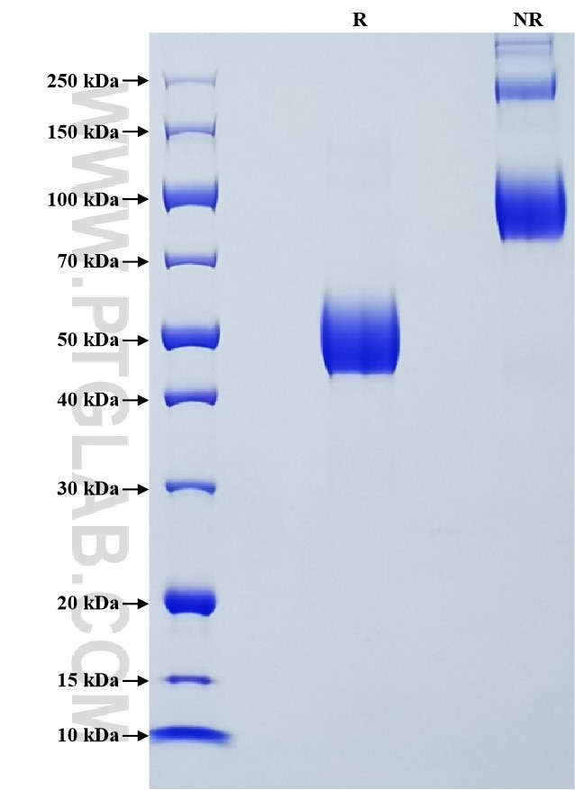Purity of Recombinant Mouse CD314 was determined by SDS-PAGE. The protein was resolved in an SDS-PAGE in reducing (R) and non-reducing (NR) conditions and stained using Coomassie blue. Purity of Recombinant Mouse CD314 was determined by SDS-PAGE. The protein was resolved in an SDS-PAGE in reducing (R) and non-reducing (NR) conditions and stained using Coomassie blue.