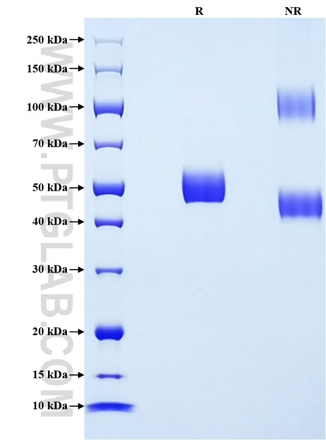 Purity of Recombinant Rat CD8A was determined by SDS-PAGE. The protein was resolved in an SDS-PAGE in reducing (R) and non-reducing (NR) conditions and stained using Coomassie blue.