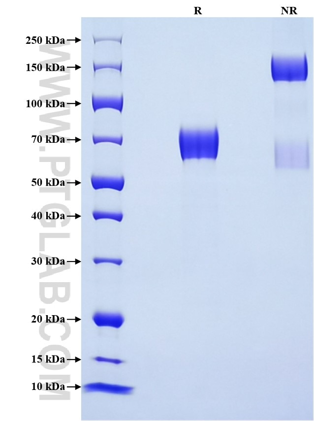 Purity of Recombinant Rat CD80 was determined by SDS-PAGE. The protein was resolved in an SDS-PAGE in reducing (R) and non-reducing (NR) conditions and stained using Coomassie blue.