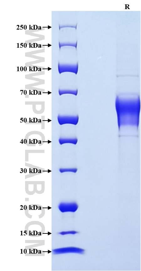 Purity of Recombinant Mouse CD94 was determined by SDS-PAGE. The protein was resolved in an SDS-PAGE in reducing (R) conditions and stained using Coomassie blue.