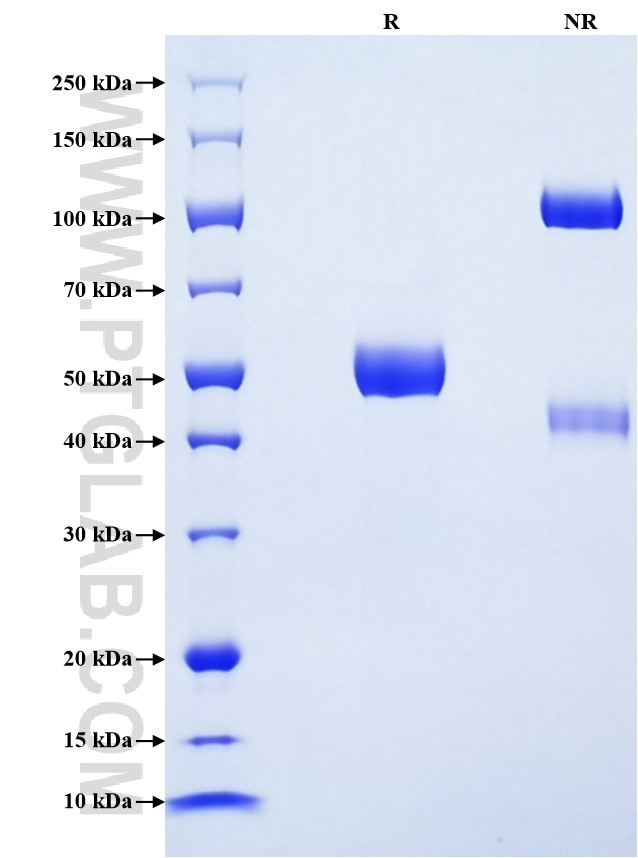 Purity of Recombinant Mouse FAM3D was determined by SDS-PAGE. The protein was resolved in an SDS-PAGE in reducing (R) and non-reducing (NR) conditions and stained using Coomassie blue.