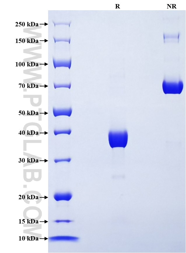 Purity of Recombinant Mouse CXCL3 was determined by SDS-PAGE. The protein was resolved in an SDS-PAGE in reducing (R) and non-reducing (NR) conditions and stained using Coomassie blue.