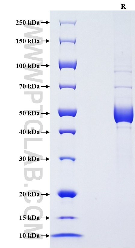 Purity of Recombinant Rat TNFSF12 was determined by SDS-PAGE. The protein was resolved in an SDS-PAGE in reducing (R) conditions and stained using Coomassie blue.