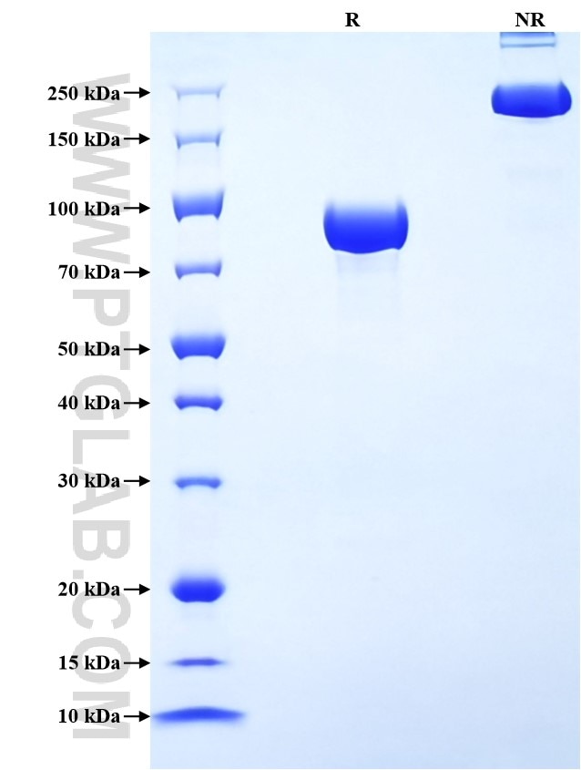 Purity of Recombinant Human IGSF8 was determined by SDS-PAGE. The protein was resolved in an SDS-PAGE in reducing (R) and non-reducing (NR) conditions and stained using Coomassie blue.
