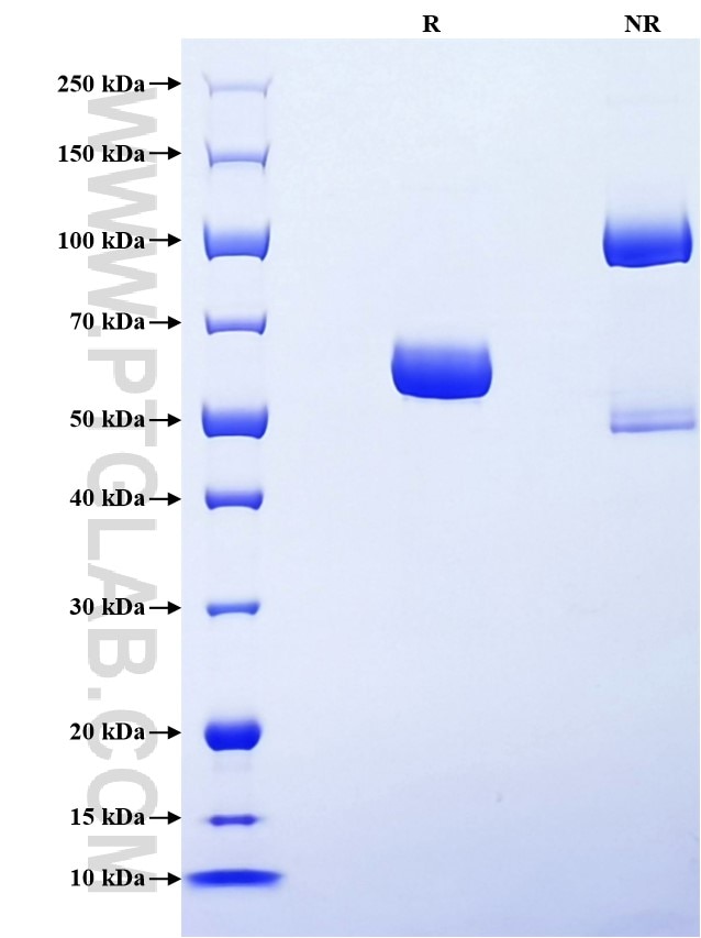 Purity of Recombinant Human Entactin was determined by SDS-PAGE. The protein was resolved in an SDS-PAGE in reducing (R) and non-reducing (NR) conditions and stained using Coomassie blue.