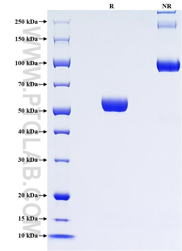 Purity of Recombinant Human Granzyme A was determined by SDS-PAGE. The protein was resolved in an SDS-PAGE in reducing (R) and non-reducing (NR) conditions and stained using Coomassie blue.