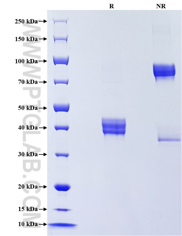 Purity of Recombinant Human Galanin was determined by SDS-PAGE. The protein was resolved in an SDS-PAGE in reducing (R) and non-reducing (NR) conditions and stained using Coomassie blue.