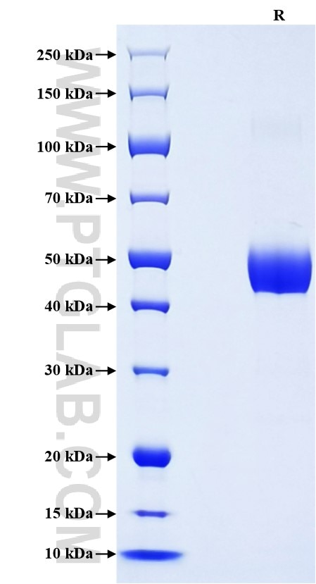 Purity of Recombinant Mouse BST2 was determined by SDS-PAGE. The protein was resolved in an SDS-PAGE in reducing (R) conditions and stained using Coomassie blue. Purity of Recombinant Mouse BST2 was determined by SDS-PAGE. The protein was resolved in an SDS-PAGE in reducing (R) conditions and stained using Coomassie blue.