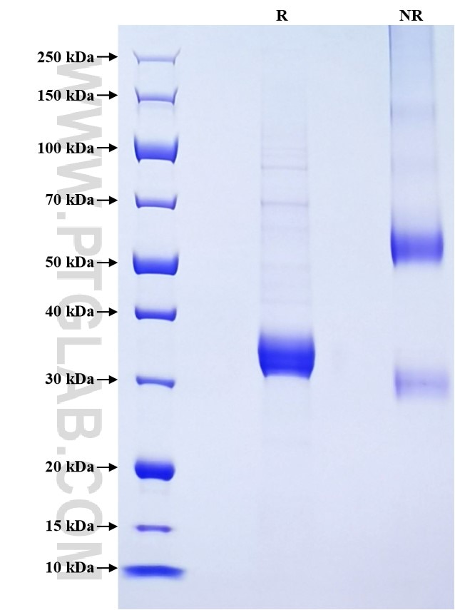 Purity of Recombinant Human CORT was determined by SDS-PAGE. The protein was resolved in an SDS-PAGE in reducing (R) and non-reducing (NR) conditions and stained using Coomassie blue.