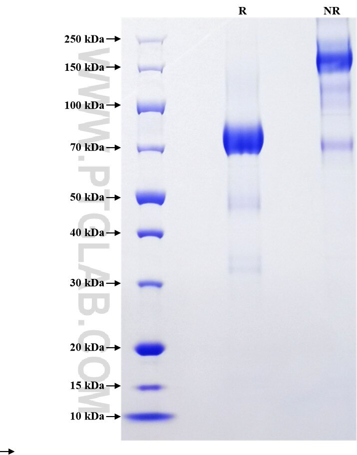 Purity of Recombinant Human Draxin was determined by SDS-PAGE. The protein was resolved in an SDS-PAGE in reducing (R) and non-reducing (NR) conditions and stained using Coomassie blue.