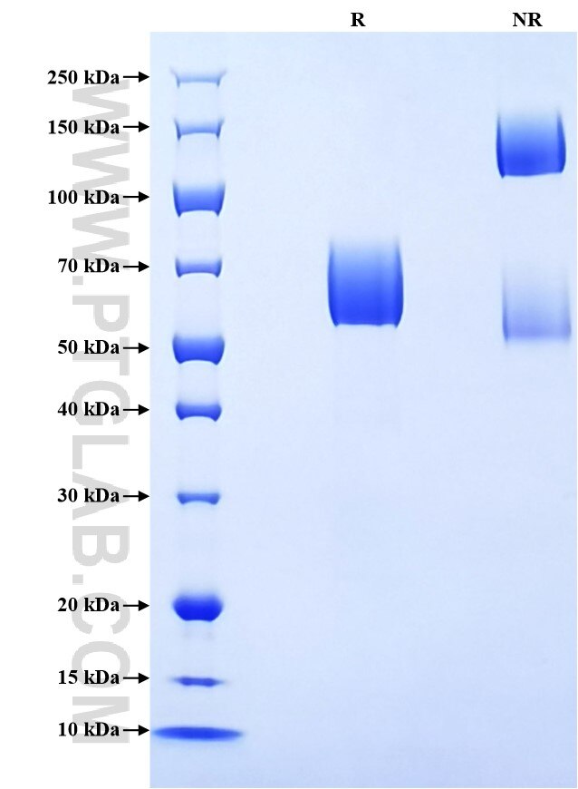 Purity of Recombinant Human CD58 was determined by SDS-PAGE. The protein was resolved in an SDS-PAGE in reducing (R) and non-reducing (NR) conditions and stained using Coomassie blue.