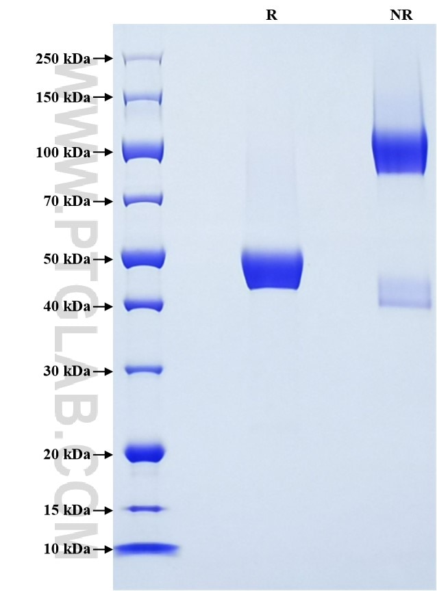 Purity of Recombinant Human LAIR2 was determined by SDS-PAGE. The protein was resolved in an SDS-PAGE in reducing (R) and non-reducing (NR) conditions and stained using Coomassie blue.