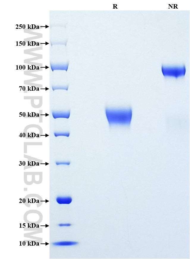 Purity of Recombinant Human BTC was determined by SDS-PAGE. The protein was resolved in an SDS-PAGE in reducing (R) and non-reducing (NR) conditions and stained using Coomassie blue.