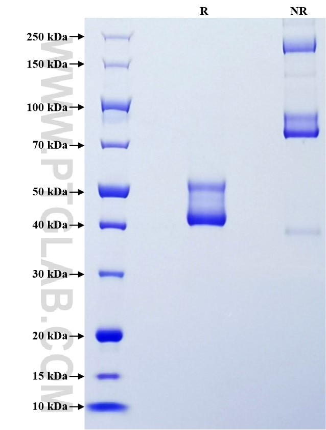 Purity of Recombinant Human HSP27 was determined by SDS-PAGE. The protein was resolved in an SDS-PAGE in reducing (R) and non-reducing (NR) conditions and stained using Coomassie blue.