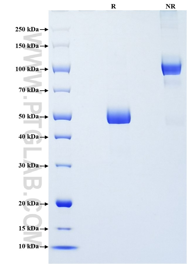 Purity of Recombinant Human Frataxin was determined by SDS-PAGE. The protein was resolved in an SDS-PAGE in reducing (R) and non-reducing (NR) conditions and stained using Coomassie blue.