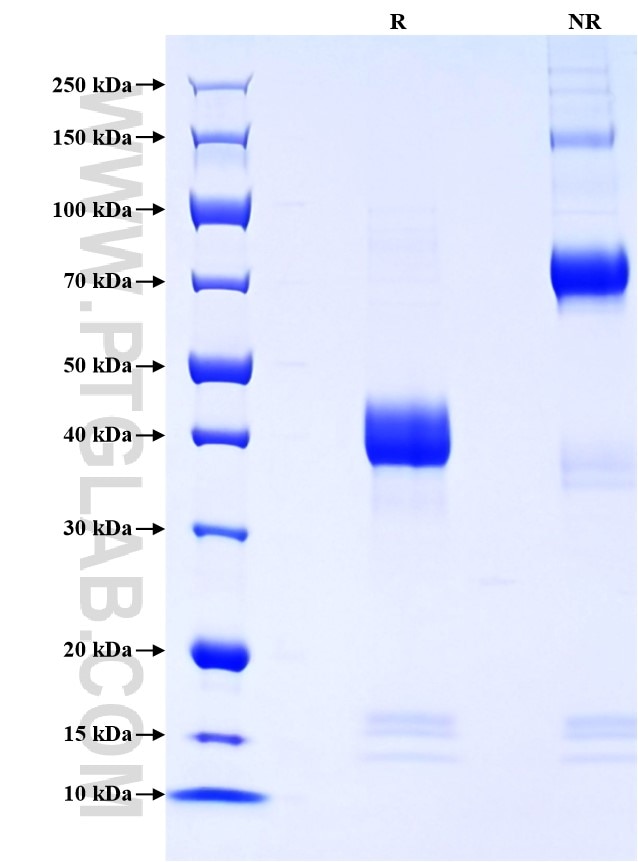 Purity of Recombinant Mouse CCL7 was determined by SDS-PAGE. The protein was resolved in an SDS-PAGE in reducing (R) and non-reducing (NR) conditions and stained using Coomassie blue.
