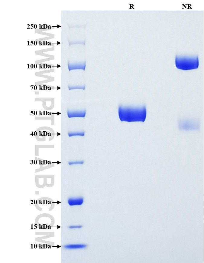 Purity of Recombinant Mouse Interferon alpha 13 was determined by SDS-PAGE. The protein was resolved in an SDS-PAGE in reducing (R) and non-reducing (NR) conditions and stained using Coomassie blue. Purity of Recombinant Mouse Interferon alpha 13 was determined by SDS-PAGE. The protein was resolved in an SDS-PAGE in reducing (R) and non-reducing (NR) conditions and stained using Coomassie blue.