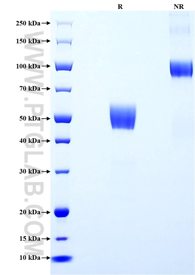 Purity of Recombinant Human GLP1R was determined by SDS-PAGE. The protein was resolved in an SDS-PAGE in reducing (R) and non-reducing (NR) conditions and stained using Coomassie blue.
