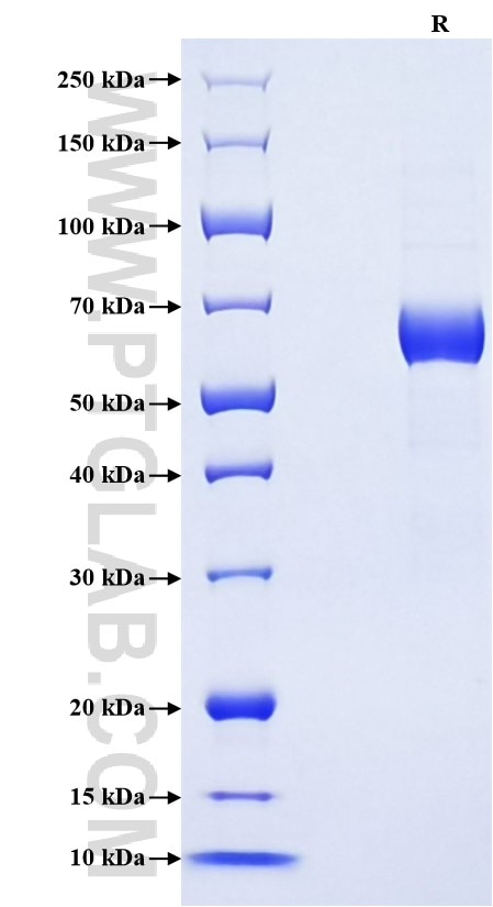 Purity of Recombinant Human Angiopoietin 4 was determined by SDS-PAGE. The protein was resolved in an SDS-PAGE in reducing (R) conditions and stained using Coomassie blue.