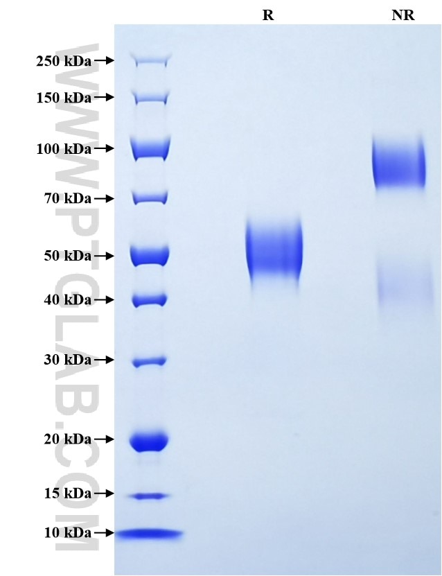Purity of Recombinant Human ADAM17 was determined by SDS-PAGE. The protein was resolved in an SDS-PAGE in reducing (R) and non-reducing (NR) conditions and stained using Coomassie blue.