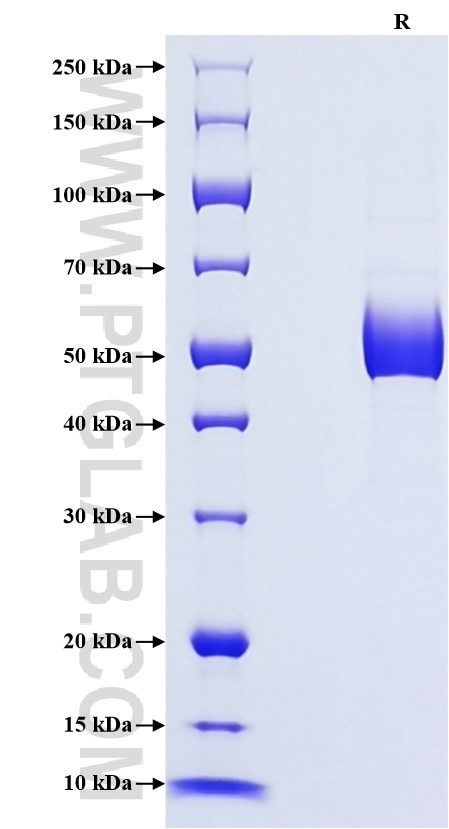 Purity of Recombinant Human Ferritin heavy chain was determined by SDS-PAGE. The protein was resolved in an SDS-PAGE in reducing (R) conditions and stained using Coomassie blue.