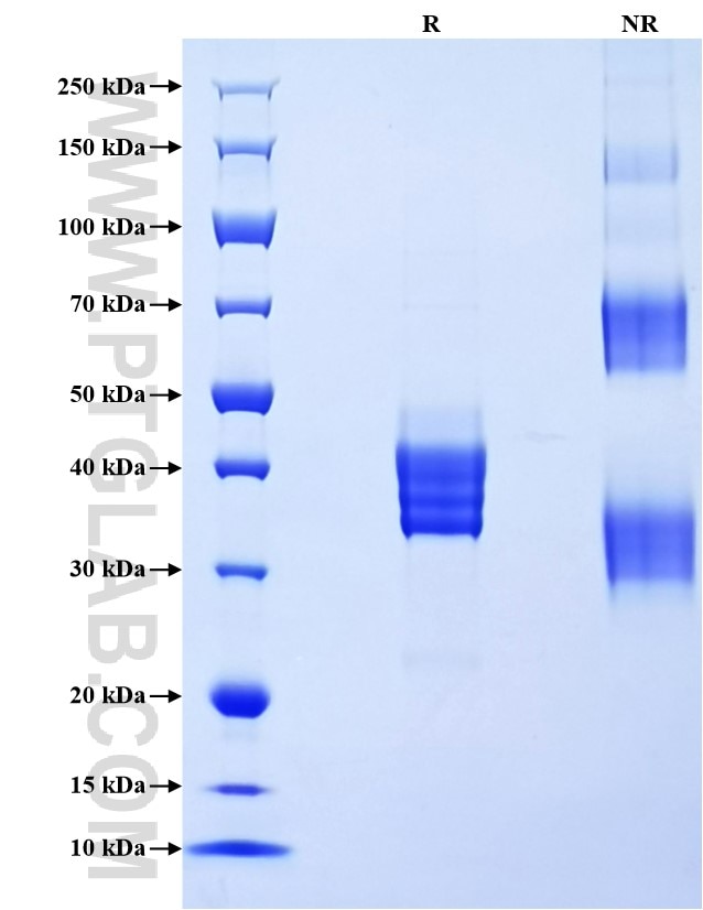 Purity of Recombinant Human SMN was determined by SDS-PAGE. The protein was resolved in an SDS-PAGE in reducing (R) and non-reducing (NR) conditions and stained using Coomassie blue.