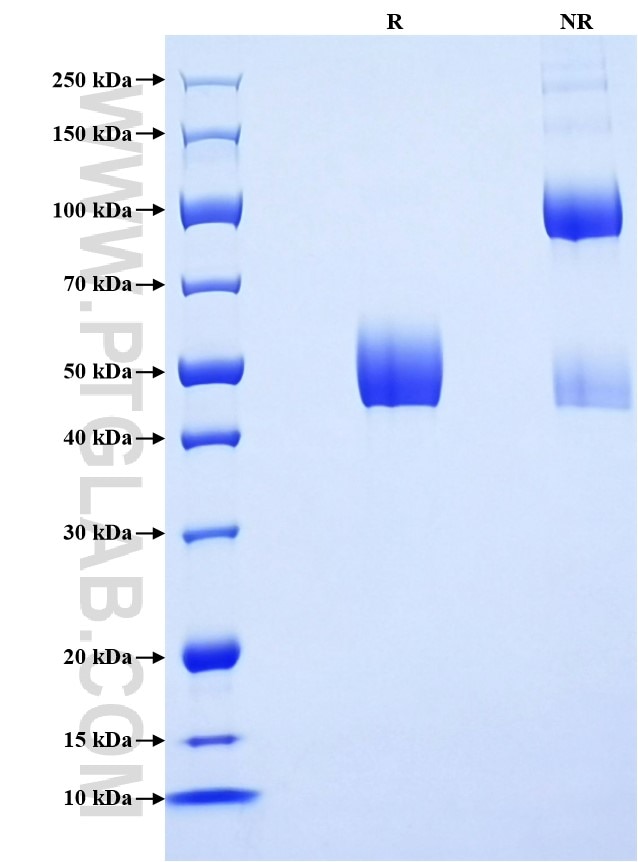 Purity of Recombinant Human IL-16 was determined by SDS-PAGE. The protein was resolved in an SDS-PAGE in reducing (R) and non-reducing (NR) conditions and stained using Coomassie blue.