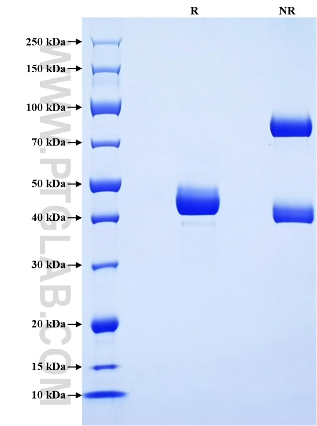 Purity of Recombinant Pig TNF-alpha was determined by SDS-PAGE. The protein was resolved in an SDS-PAGE in reducing (R) and non-reducing (NR) conditions and stained using Coomassie blue.