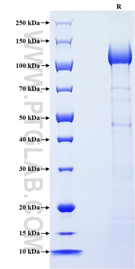Purity of Recombinant Human PCDH17 was determined by SDS-PAGE. The protein was resolved in an SDS-PAGE in reducing (R) conditions and stained using Coomassie blue.