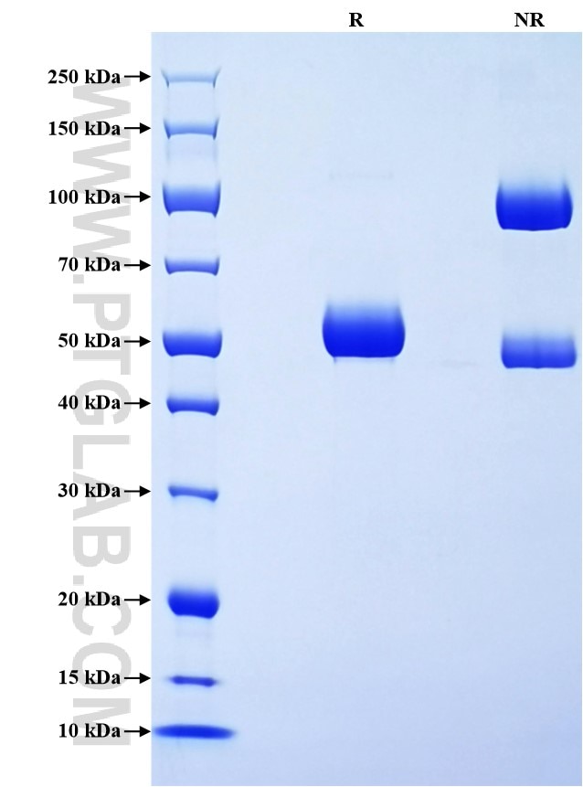 Purity of Recombinant Human BTN3A3 was determined by SDS-PAGE. The protein was resolved in an SDS-PAGE in reducing (R) and non-reducing (NR) conditions and stained using Coomassie blue.