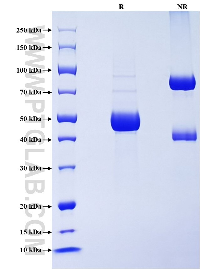 Purity of Recombinant Human IFNA10 was determined by SDS-PAGE. The protein was resolved in an SDS-PAGE in reducing (R) and non-reducing (NR) conditions and stained using Coomassie blue.