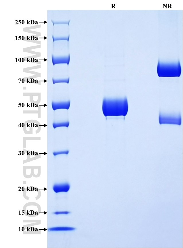 Purity of Recombinant Human IFNA7 was determined by SDS-PAGE. The protein was resolved in an SDS-PAGE in reducing (R) and non-reducing (NR) conditions and stained using Coomassie blue.