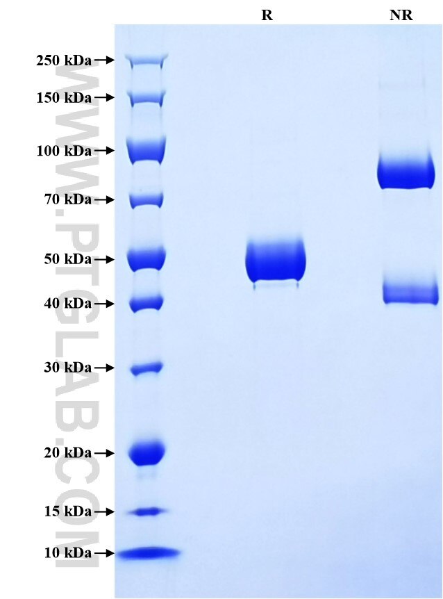 Purity of Recombinant Human IFNA4 was determined by SDS-PAGE. The protein was resolved in an SDS-PAGE in reducing (R) and non-reducing (NR) conditions and stained using Coomassie blue.
