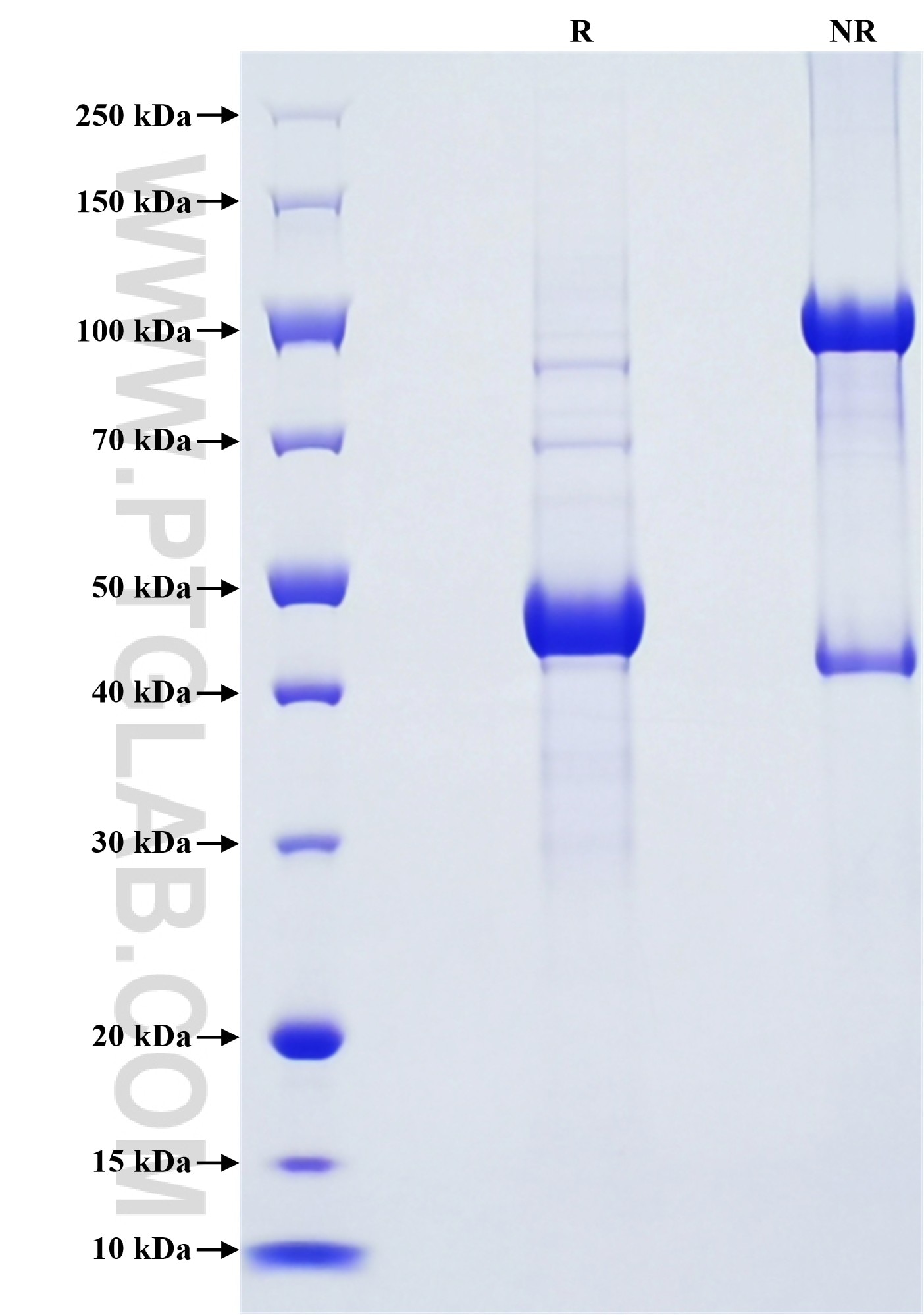 Purity of Recombinant Human CRH was determined by SDS-PAGE. The protein was resolved in an SDS-PAGE in reducing (R) and non-reducing (NR) conditions and stained using Coomassie blue.