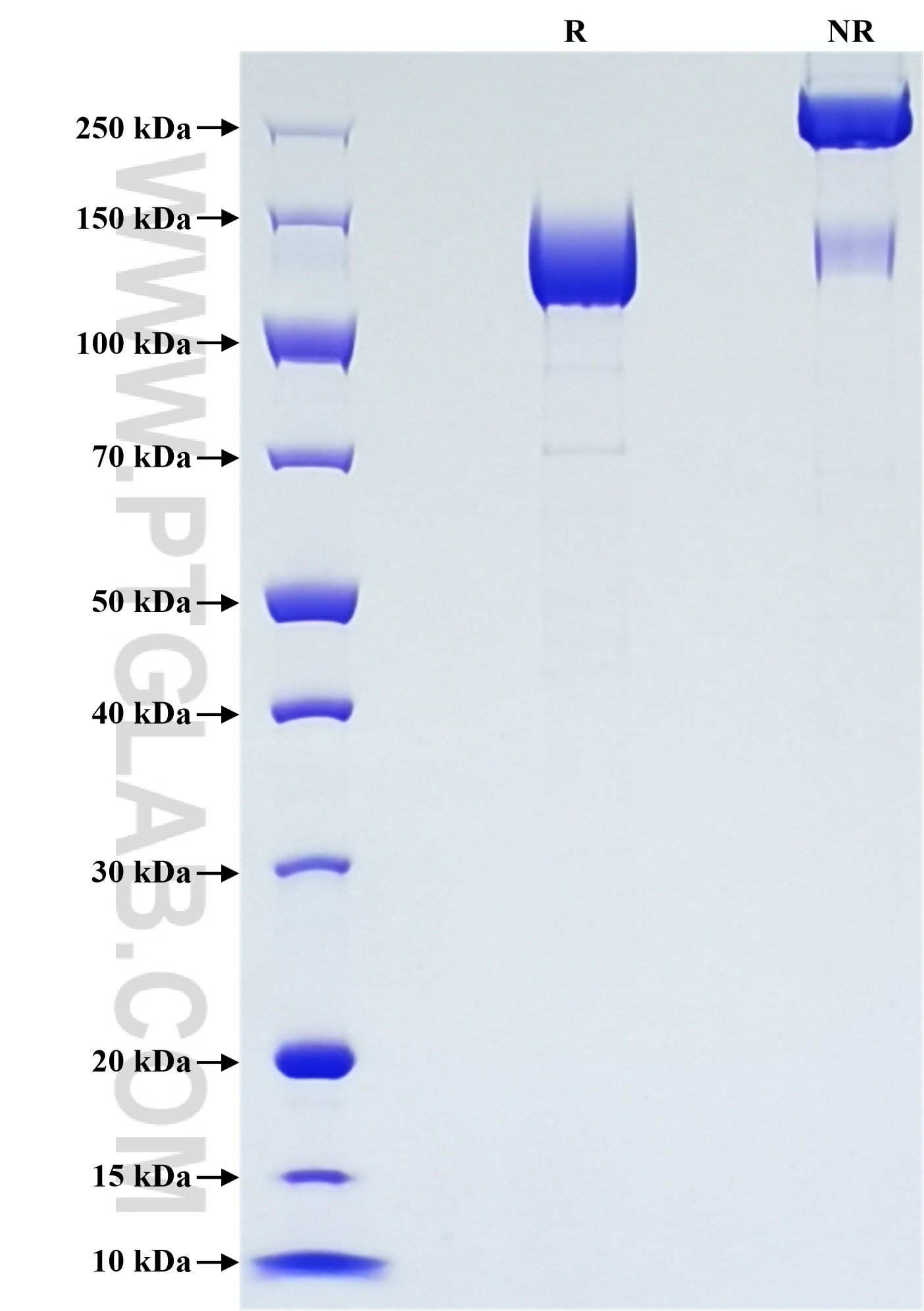 Purity of Recombinant Human PTGFRN was determined by SDS-PAGE. The protein was resolved in an SDS-PAGE in reducing (R) and non-reducing (NR) conditions and stained using Coomassie blue.