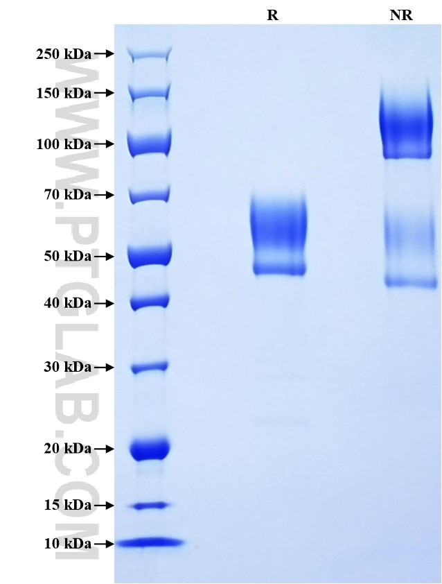 Purity of Recombinant Human Podoplanin was determined by SDS-PAGE. The protein was resolved in an SDS-PAGE in reducing (R) and non-reducing (NR) conditions and stained using Coomassie blue.
