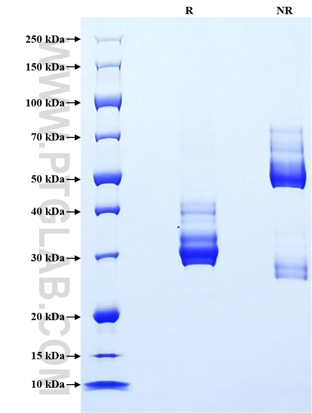 Purity of Recombinant Mouse CXCL10 was determined by SDS-PAGE. The protein was resolved in an SDS-PAGE in reducing (R) and non-reducing (NR) conditions and stained using Coomassie blue.