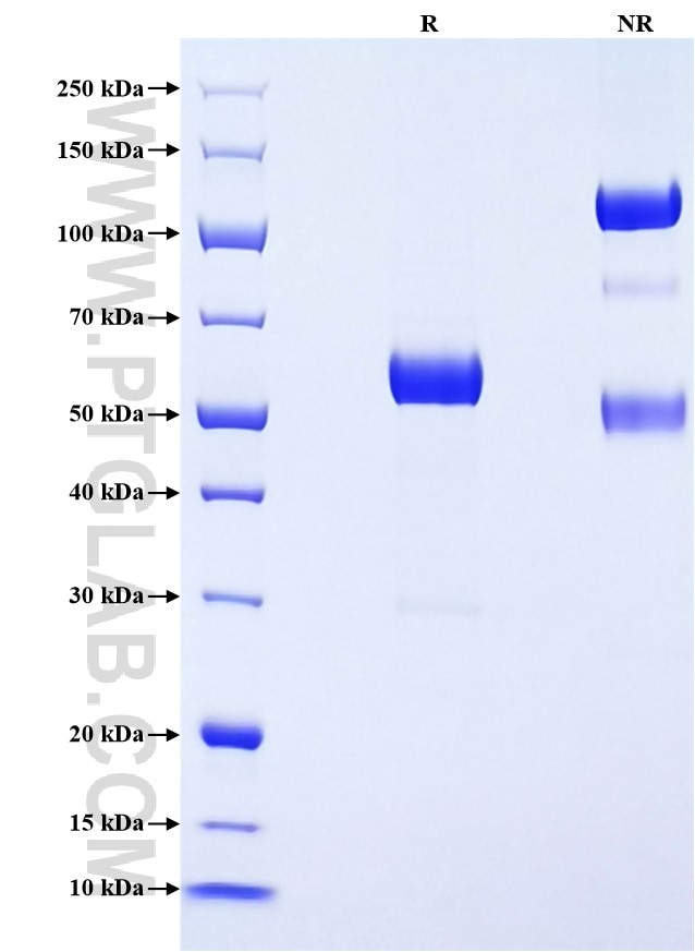 Purity of Recombinant Mouse CD32B was determined by SDS-PAGE. The protein was resolved in an SDS-PAGE in reducing (R) and non-reducing (NR) conditions and stained using Coomassie blue.