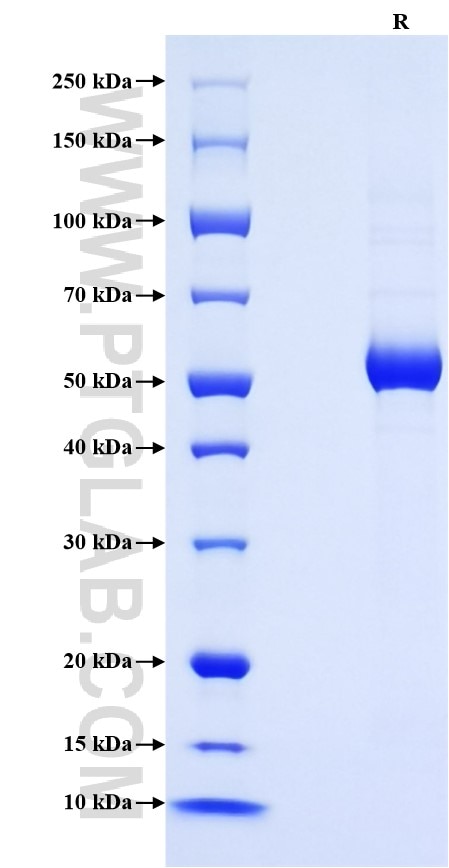 Purity of Recombinant Mouse TNFSF15 was determined by SDS-PAGE. The protein was resolved in an SDS-PAGE in reducing (R) conditions and stained using Coomassie blue.