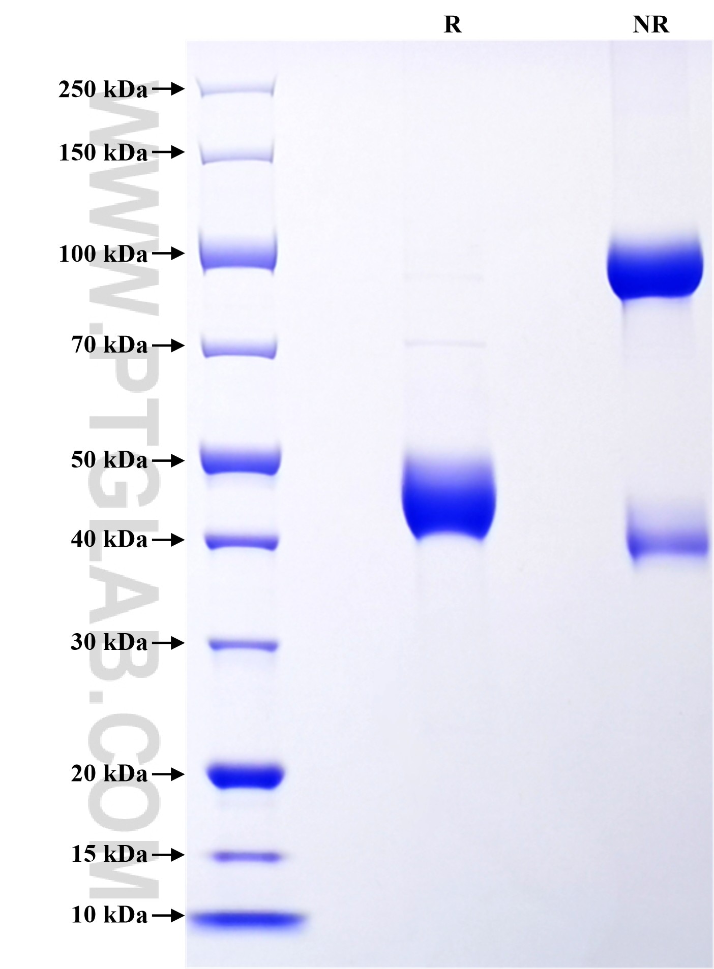 Purity of Recombinant Human MPIG6B was determined by SDS-PAGE. The protein was resolved in an SDS-PAGE in reducing (R) and non-reducing (NR) conditions and stained using Coomassie blue. Purity of Recombinant Human MPIG6B was determined by SDS-PAGE. The protein was resolved in an SDS-PAGE in reducing (R) and non-reducing (NR) conditions and stained using Coomassie blue.