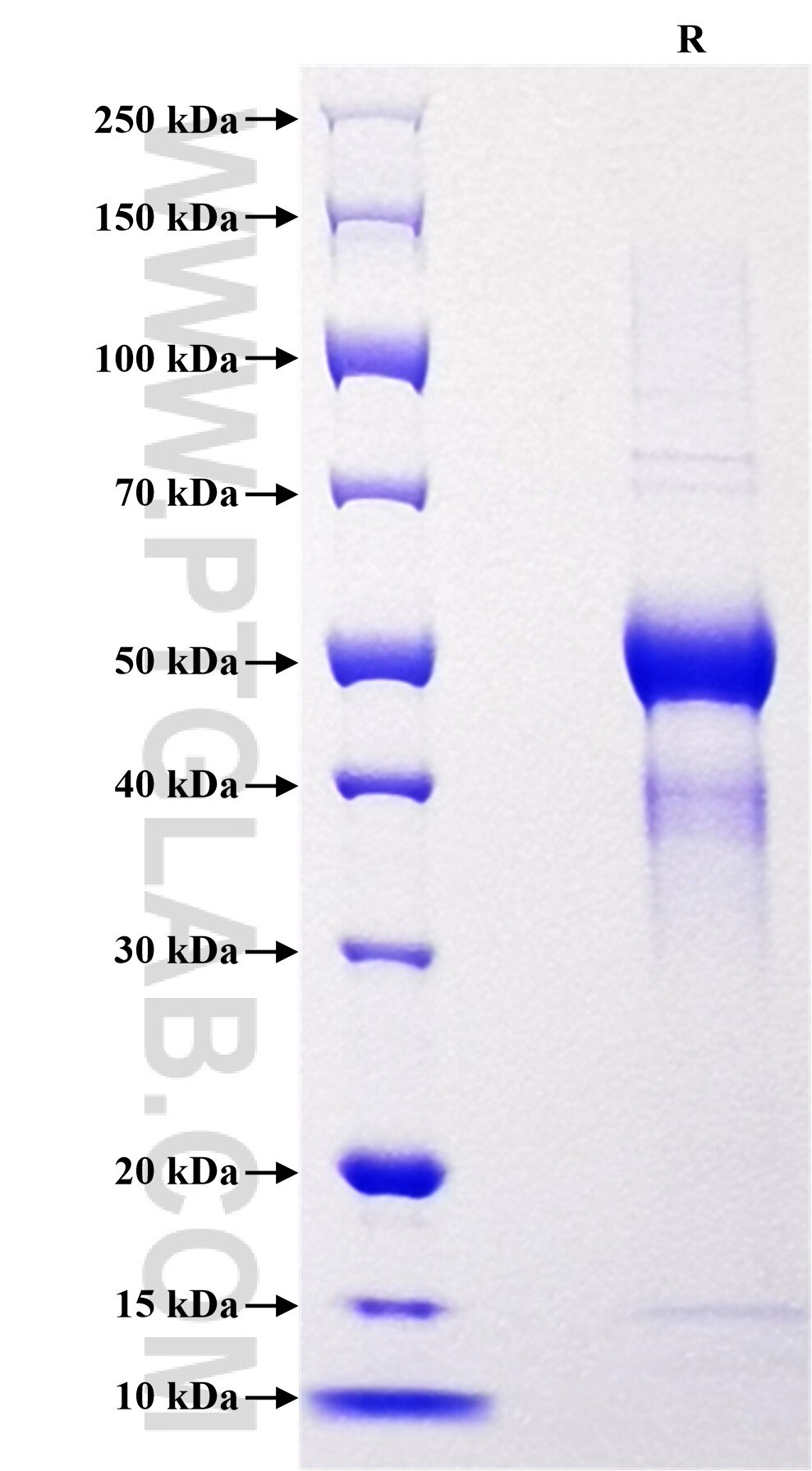 Purity of Recombinant Human MTND  was determined by SDS-PAGE. The protein was resolved in an SDS-PAGE in reducing (R) conditions and stained using Coomassie blue.