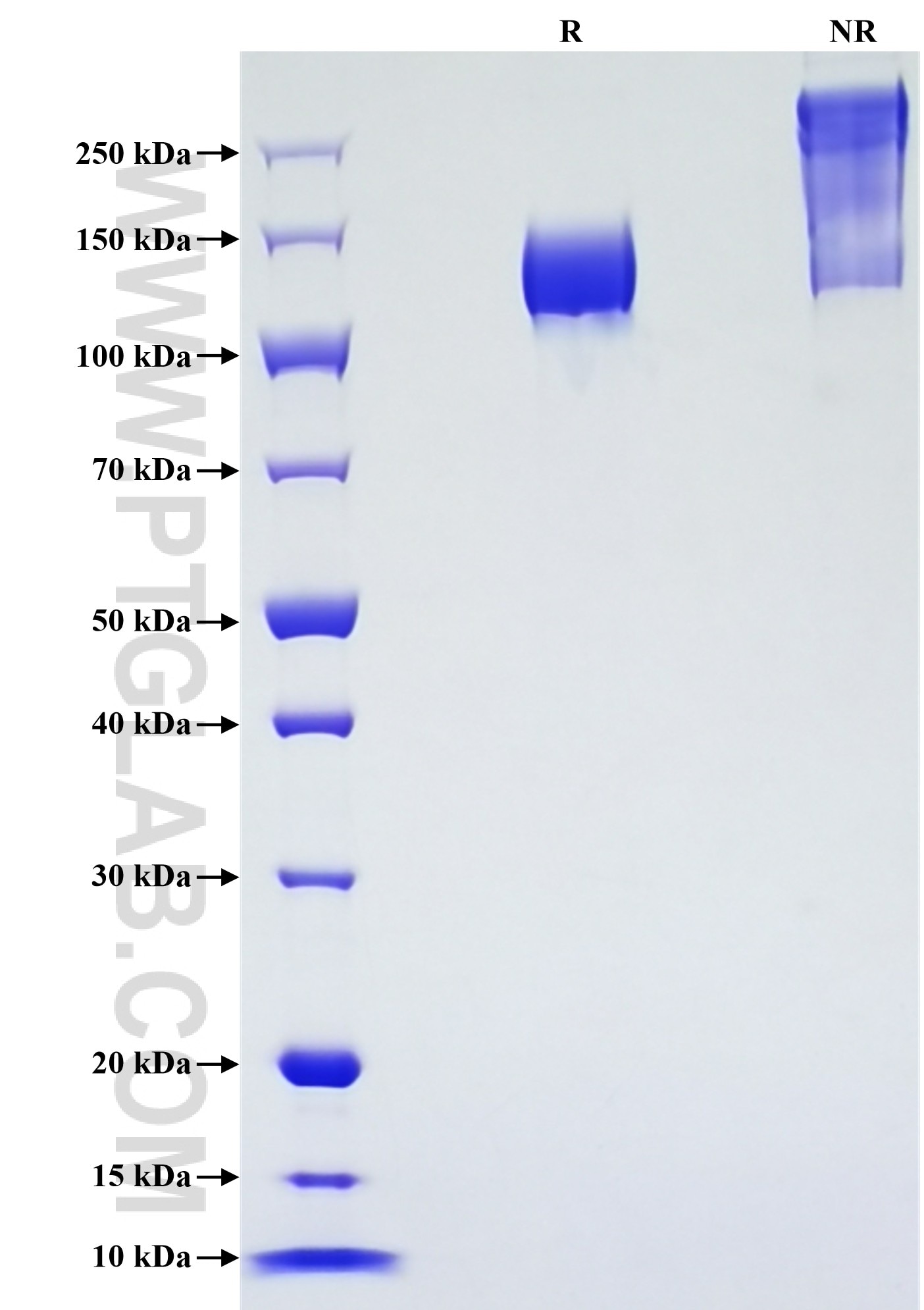 Purity of Recombinant Mouse PTGFRN was determined by SDS-PAGE. The protein was resolved in an SDS-PAGE in reducing (R) and non-reducing (NR) conditions and stained using Coomassie blue.