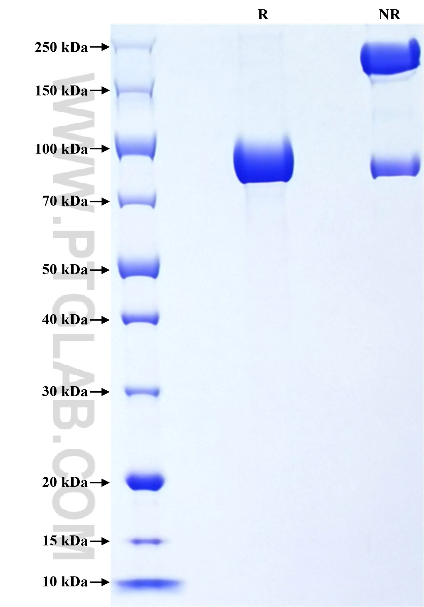Purity of Recombinant Mouse IGSF8 was determined by SDS-PAGE. The protein was resolved in an SDS-PAGE in reducing (R) and non-reducing (NR) conditions and stained using Coomassie blue.