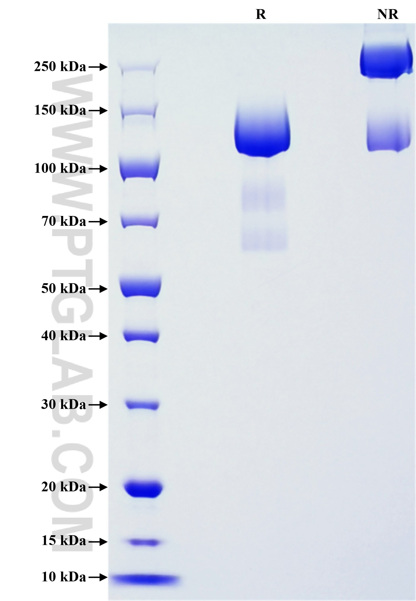 Purity of Recombinant Mouse VEGFR3 was determined by SDS-PAGE. The protein was resolved in an SDS-PAGE in reducing (R) and non-reducing (NR) conditions and stained using Coomassie blue.